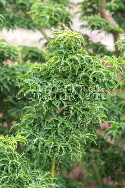 651021 - Érable palmé (Acer palmatum 'Shishigashira')