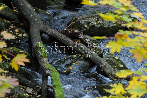 501216 - Érable plane (Acer platanoides) au bord d'un ruisseau de montagne, Réserve naturelle de Bodetal, Allemagne