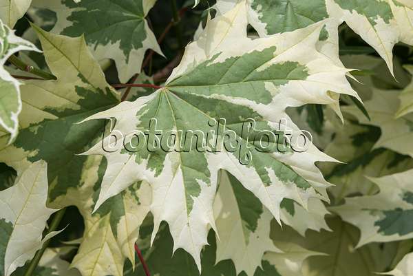 638015 - Érable plane (Acer platanoides 'Drummondii')