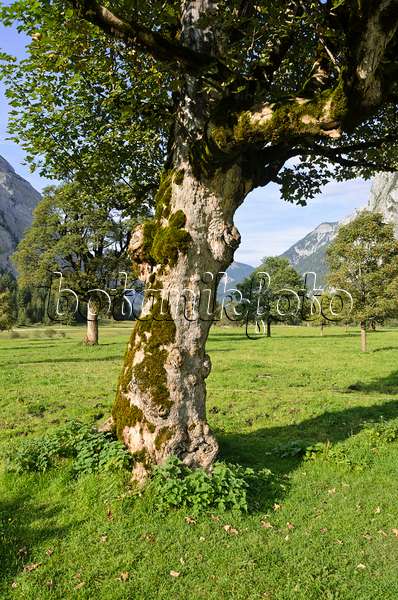 536091 - Érable sycomore (Acer pseudoplatanus), Enger Tal, Alpenpark Karwendel, Autriche