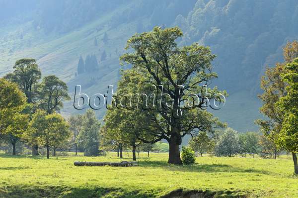 536092 - Érable sycomore (Acer pseudoplatanus), Enger Tal, Alpenpark Karwendel, Autriche