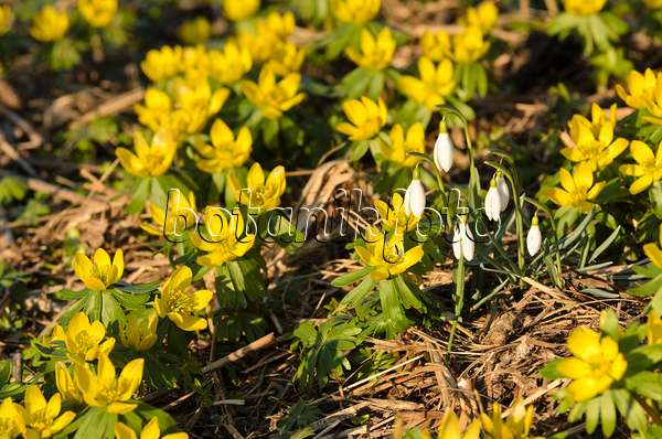 506006 - Éranthe d'hiver (Eranthis hyemalis) et perce-neige (Galanthus nivalis)