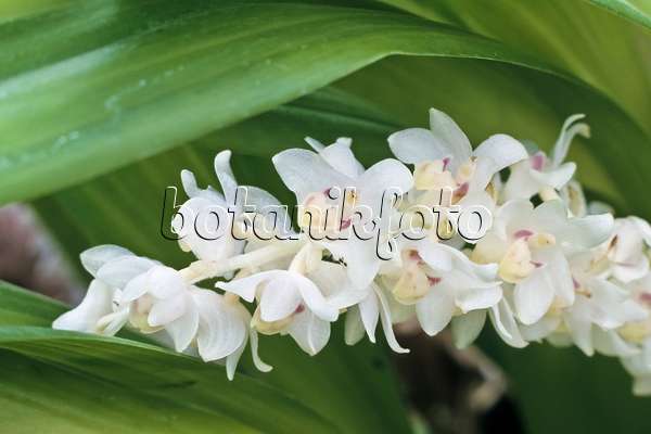 366051 - Eria hyacinthoides