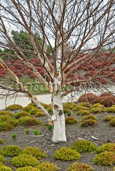 517147 - Erman's birch (Betula ermanii)