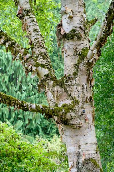 593036 - Erman's birch (Betula ermanii)