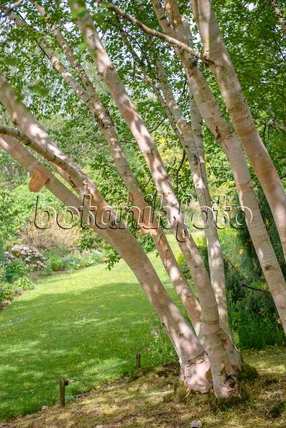 547077 - Erman's birch (Betula ermanii 'Grayswood Hill')