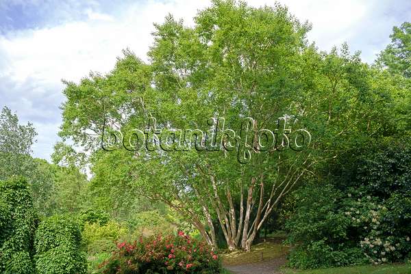 547078 - Erman's birch (Betula ermanii 'Grayswood Hill')