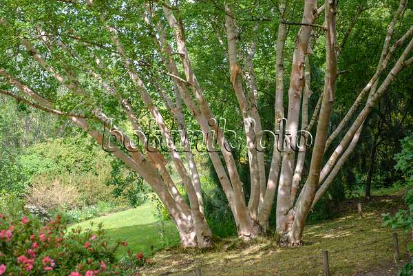 547079 - Erman's birch (Betula ermanii 'Grayswood Hill')