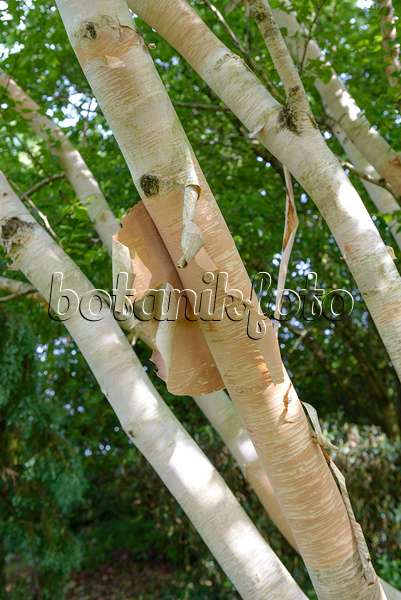 547080 - Erman's birch (Betula ermanii 'Grayswood Hill')