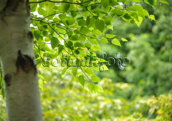 547083 - Erman's birch (Betula ermanii var. japonica)