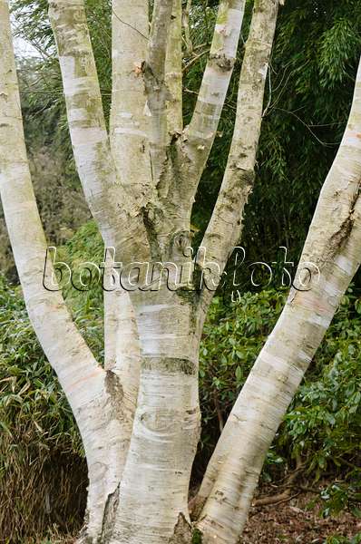 553033 - Erman's birch (Betula ermanii var. subcordata)