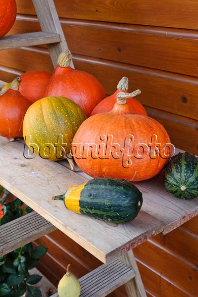 477031 - Etagere with pumpkins