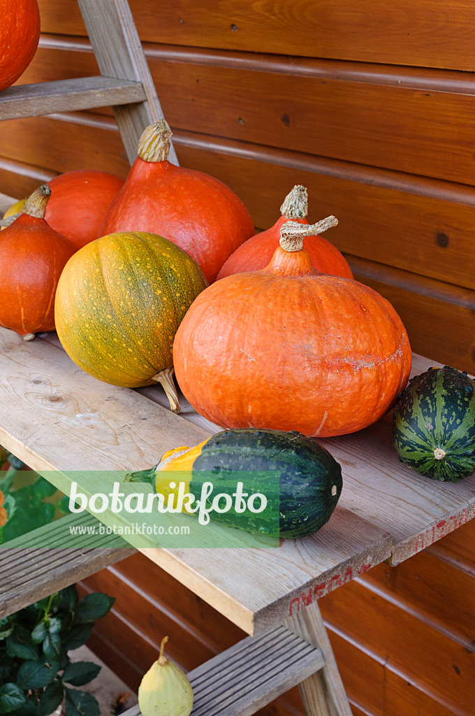 477031 - Etagere with pumpkins