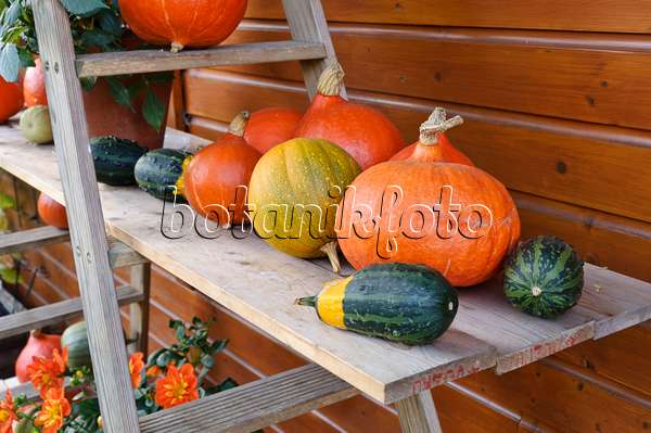 477032 - Etagere with pumpkins