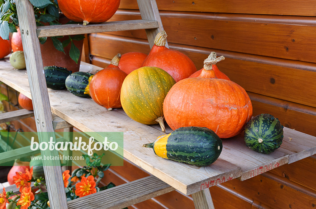 477032 - Etagere with pumpkins