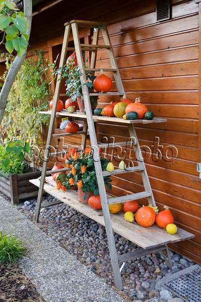 477039 - Etagere with pumpkins