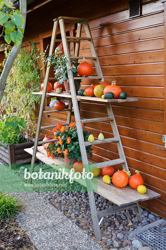 477039 - Etagere with pumpkins