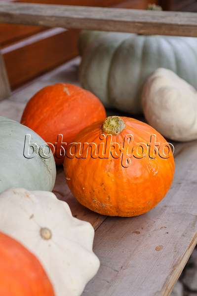 488096 - Etagere with pumpkins