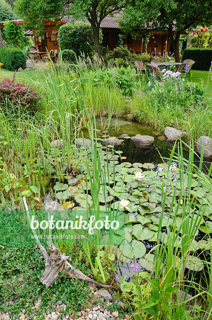 486010 - Étang de jardin avec des nénuphars (Nymphaea)