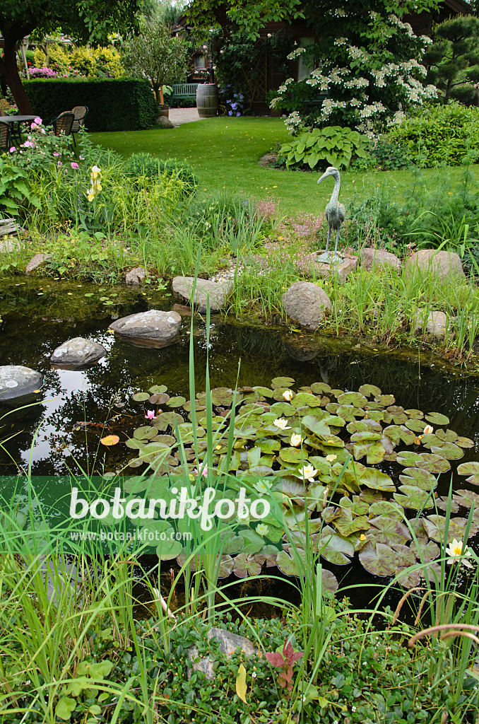 545137 - Étang de jardin avec des nénuphars (Nymphaea)