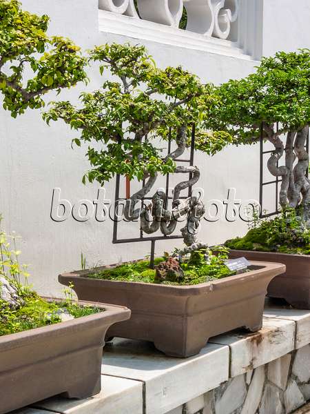 411210 - Étoile de Marie (Wrightia religiosa), jardin de bonsaï, Singapour