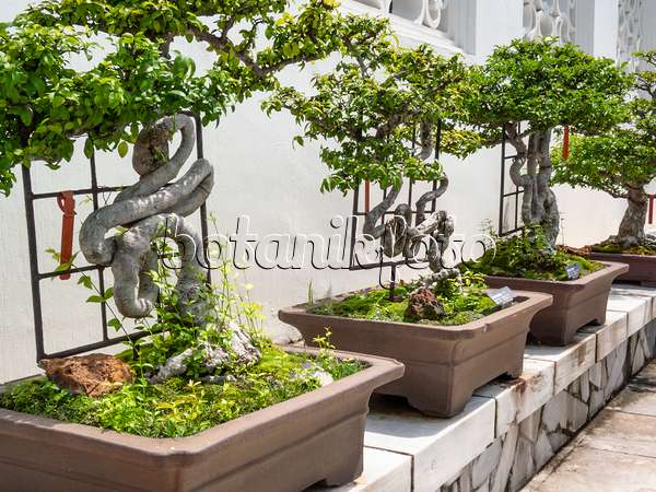 411211 - Étoile de Marie (Wrightia religiosa), jardin de bonsaï, Singapour