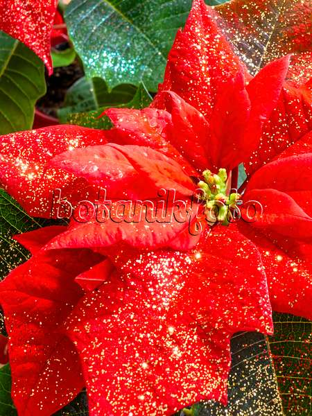 444026 - Étoile de Noël (Euphorbia pulcherrima) avec des petites paillettes
