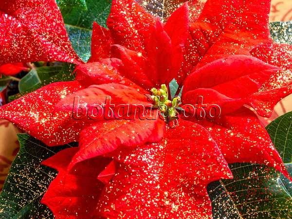 444028 - Étoile de Noël (Euphorbia pulcherrima) avec des petites paillettes