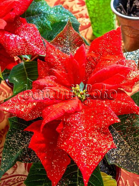 444029 - Étoile de Noël (Euphorbia pulcherrima) avec des petites paillettes