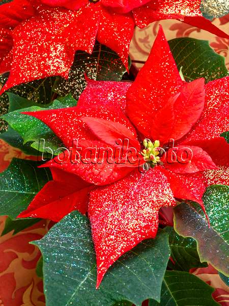 444030 - Étoile de Noël (Euphorbia pulcherrima) avec des petites paillettes