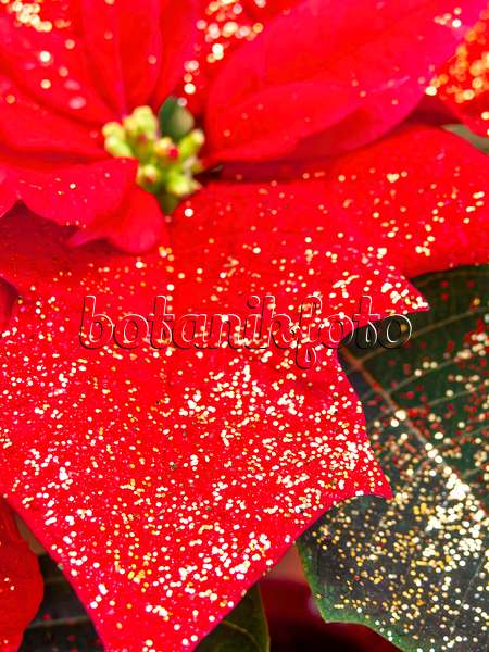 444032 - Étoile de Noël (Euphorbia pulcherrima) avec des petites paillettes