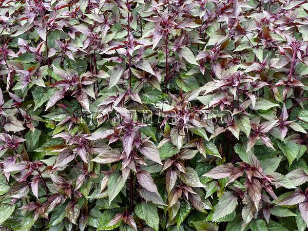 427076 - Eupatoire à feuilles molles (Ageratina altissima 'Chocolate' syn. Eupatorium rugosum 'Chocolate')