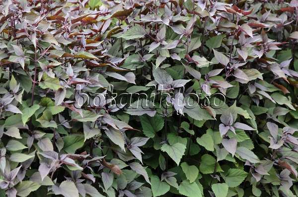 522065 - Eupatoire à feuilles molles (Ageratina altissima 'Chocolate' syn. Eupatorium rugosum 'Chocolate')