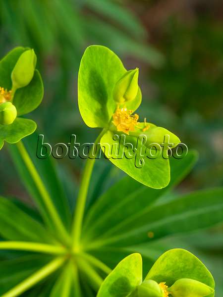 434023 - Euphorbe arborescente (Euphorbia dendroides)