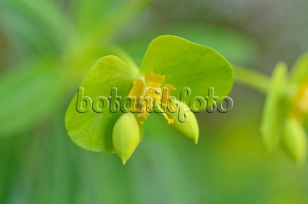 492025 - Euphorbe arborescente (Euphorbia dendroides)