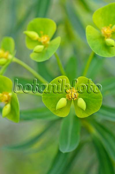 492026 - Euphorbe arborescente (Euphorbia dendroides)