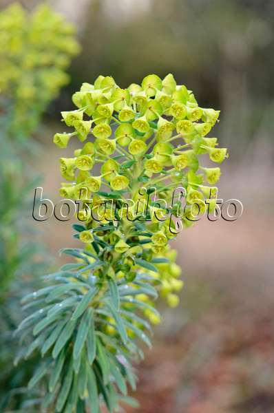 553067 - Euphorbe characias (Euphorbia characias)