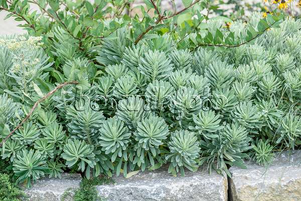 593077 - Euphorbe characias (Euphorbia characias 'Silver Swan')