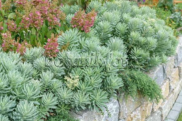 593078 - Euphorbe characias (Euphorbia characias 'Silver Swan')