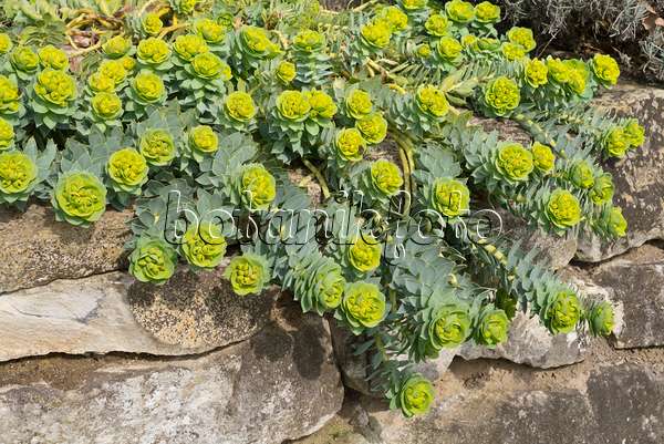 555010 - Euphorbe de Corse (Euphorbia myrsinites)