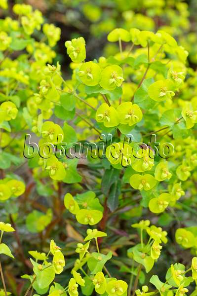 472065 - Euphorbe des bois (Euphorbia amygdaloides 'Purpurea')
