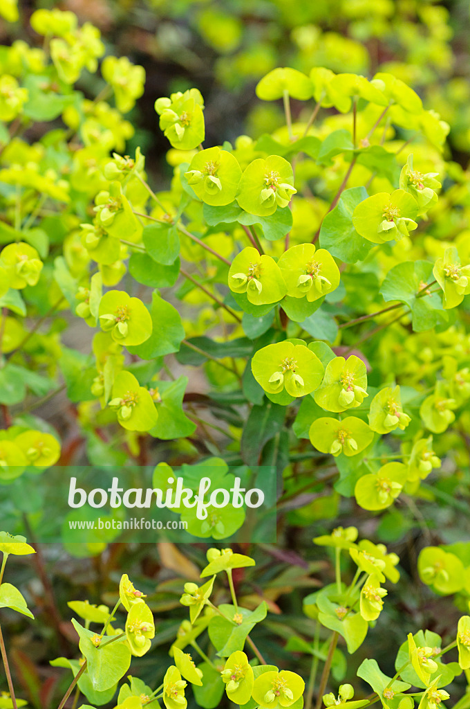 472065 - Euphorbe des bois (Euphorbia amygdaloides 'Purpurea')