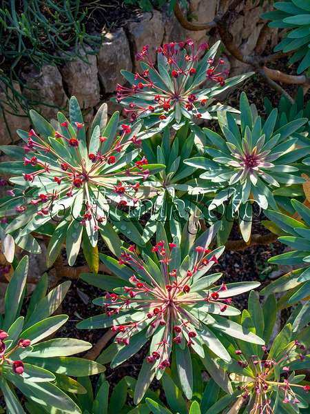 424095 - Euphorbe (Euphorbia atropurpurea)