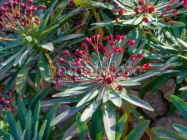 424096 - Euphorbe (Euphorbia atropurpurea)