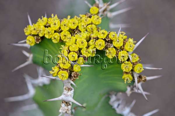 564173 - Euphorbe (Euphorbia cactus)