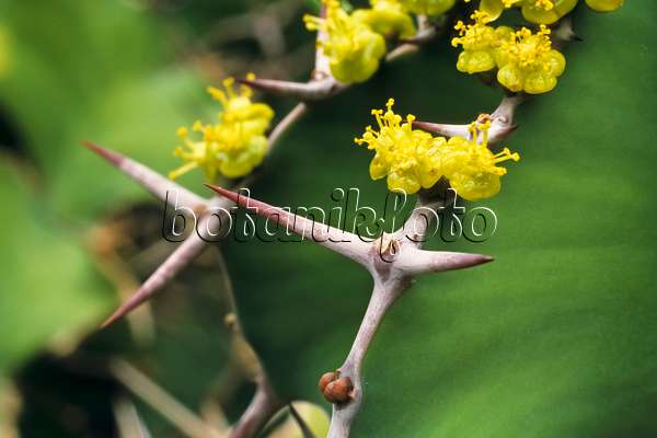 384011 - Euphorbe (Euphorbia grandicornis)