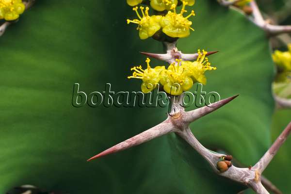384012 - Euphorbe (Euphorbia grandicornis)