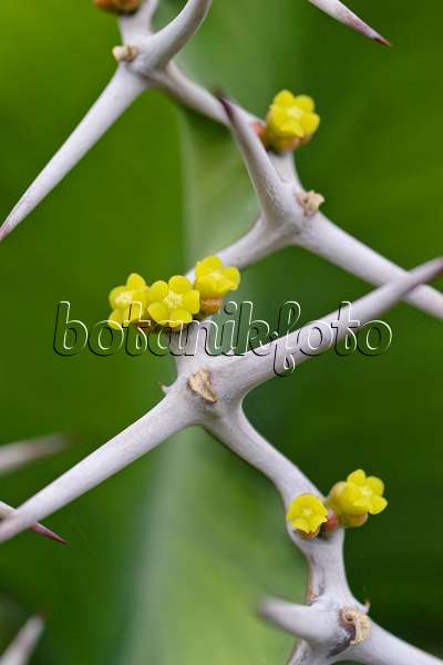 490001 - Euphorbe (Euphorbia grandicornis)