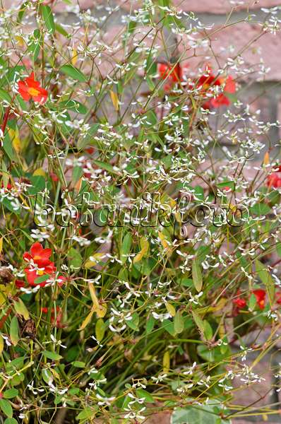 525325 - Euphorbe (Euphorbia hypericifolia 'Diamond Frost')