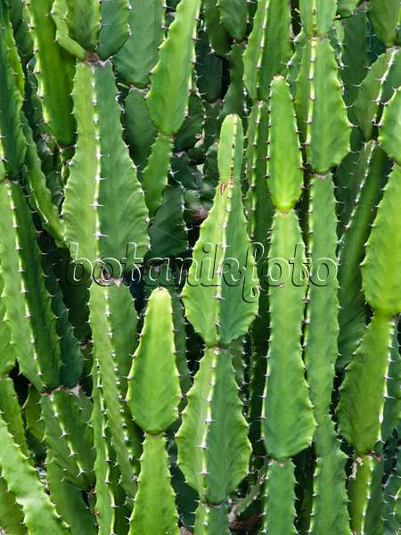 455064 - Euphorbe (Euphorbia kamerunica)